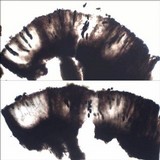 Rhizocarpon lecanorinum image