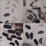 Rhizocarpon lecanorinum image