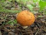 Leccinum insigne image