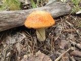 Leccinum insigne image