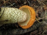 Leccinum insigne image