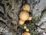 Pholiota squarrosa image