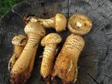 Pholiota squarrosa image