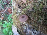 Arrhenia epichysium image