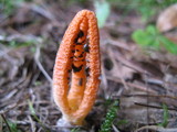 Pseudocolus fusiformis image