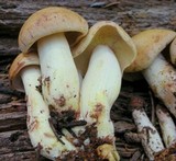 Rhodocollybia maculata image