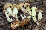 Rhodocollybia maculata image
