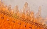 Rhodocollybia maculata image
