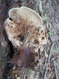 Lentinellus ursinus image