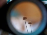 Marasmius capillaris image