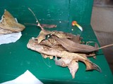 Marasmius capillaris image
