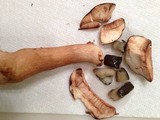 Tylopilus badiceps image
