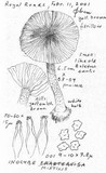 Inocybe mixtilis image