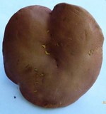 Boletus subfraternus image