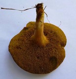 Boletus subfraternus image