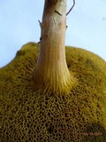 Boletus subfraternus image