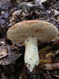 Xanthoconium affine image