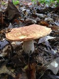 Xanthoconium affine image