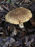 Xanthoconium affine image
