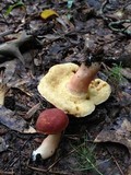 Xanthoconium purpureum image