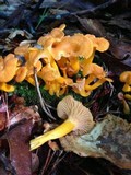Cantharellus ignicolor image