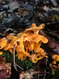 Cantharellus ignicolor image