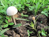 Panaeolus antillarum image