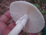 Amanita submaculata image
