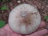 Amanita submaculata image