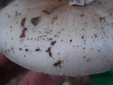 Amanita submaculata image