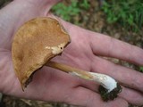 Austroboletus gracilis image