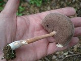 Austroboletus gracilis image