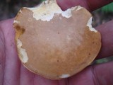 Xanthoconium affine image