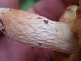 Xanthoconium affine image