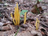 Clavulinopsis fusiformis image