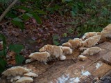 Sarcodontia pachyodon image