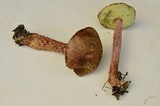 Frostiella russellii image