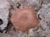 Gymnopus subnudus image