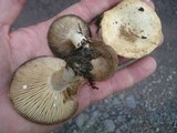 Lactarius luteolus image