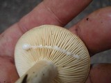 Lactarius luteolus image