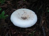 Lactarius subvellereus image