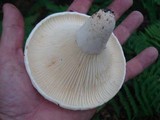 Lactarius subvellereus image