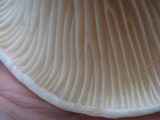 Lactarius subvellereus image