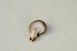 Lentinula edodes image
