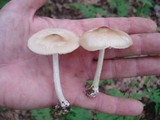 Marasmius nigrodiscus image