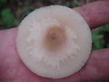 Marasmius nigrodiscus image