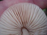 Marasmius nigrodiscus image