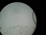 Marasmius nigrodiscus image
