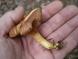 Phylloporus rhodoxanthus image