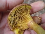 Phylloporus rhodoxanthus image